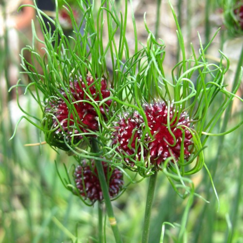 Allium 'Hair' - Lauk 'Hair'